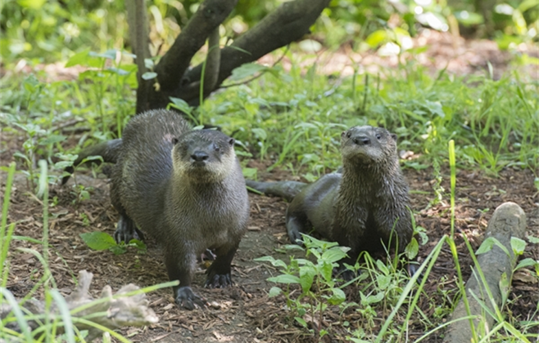 Julie Larsen Maher_1236_North American Otter and Pup_PPZ_05 26 16.JPG
